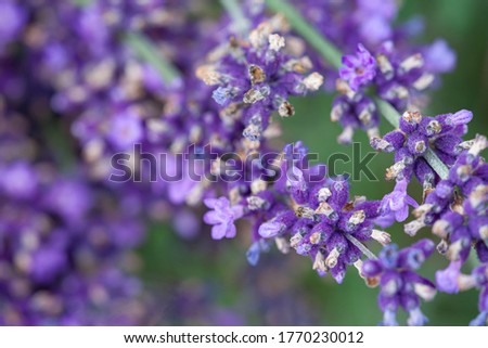 Close-up of a blooming lavender