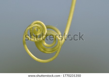 green spiral plant over nature background