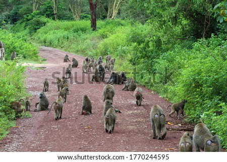 many baboons in Serengeti national park 