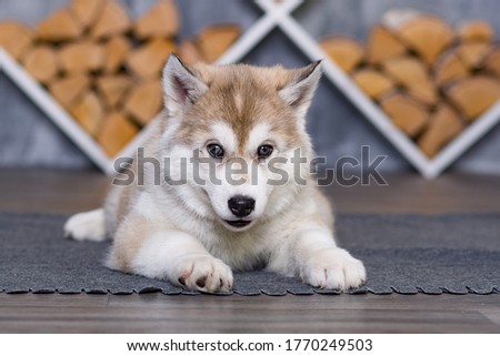 small beautiful dogs husky puppies in the photo Studio