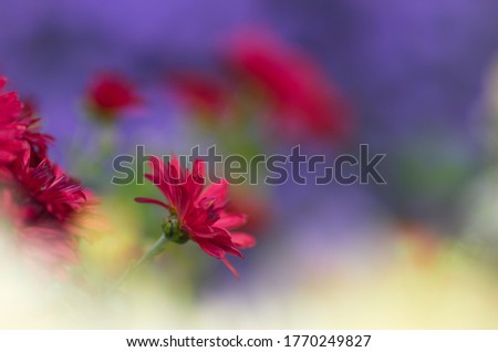 colorful floral background. red purple aster flowers close up. chrysanthemum blur.