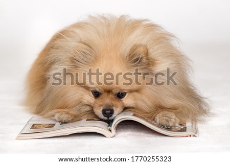 A Pomeranian dog lies with a book on a white background
