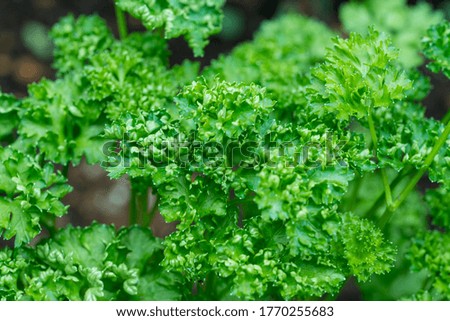 Healthy lifestyles. Homegrown produce. Parsley .