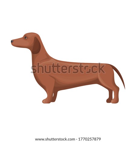 Dachshund vector icon.Cartoon vector icon isolated on white background dachshund.