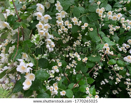 Fresh blooming jasmine flowers background