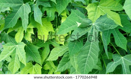 The leaves of one kind of ornamental plants are green and yellow, characterized by a three-pointed star.