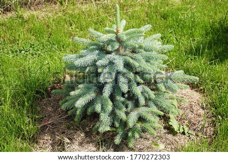 Coniferous tree branch with young shoots of green needles
