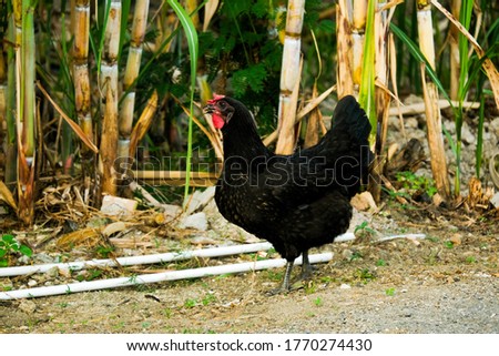Selective focus picture of big fat hen looking for food near sugarcane farm.