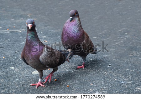 Pigeon is a bird that lives in close proximity to humans for thousands of years. There are over 300 different species of pigeons that can be found throughout the word. blurred image and shake