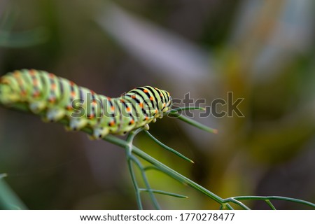 Different views and details of the Papilio machaon butterfly caterpillar on a fennel plant