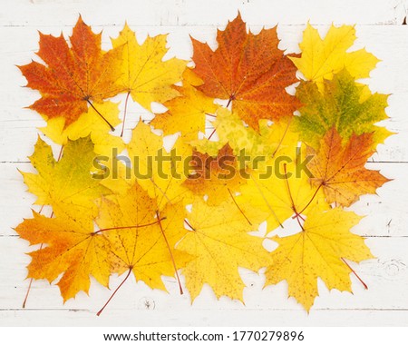 Yellow, red, orange and green maple leaves lie on a white wooden background. Autumn concept