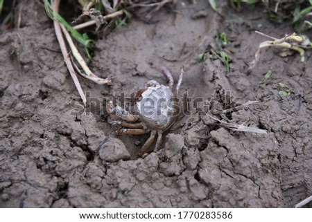 Picture of a small black crab on a mud floor