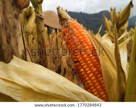 a picture of corn ready to be harvested