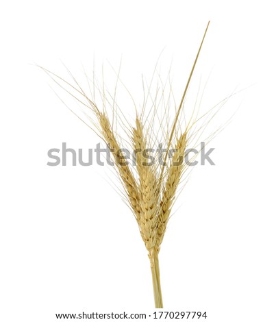 Wheat Grain Isolated On White Background