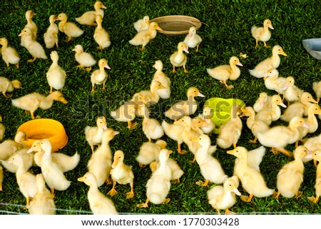 A motion blur picture of duckling moving in the cage. Duckling will be breed for its meat and high demand in Malaysia.