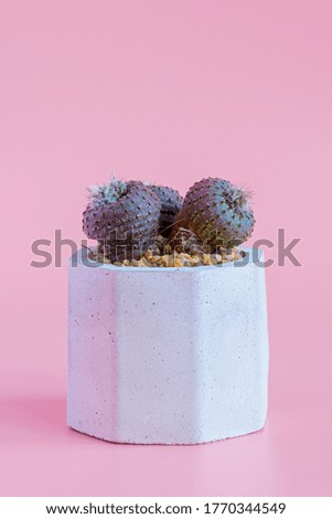 Beautiful cactus on pink paper background.