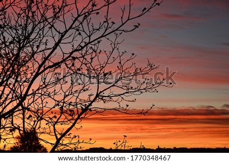 The silhouettes of tree branches and a beautiful in the background