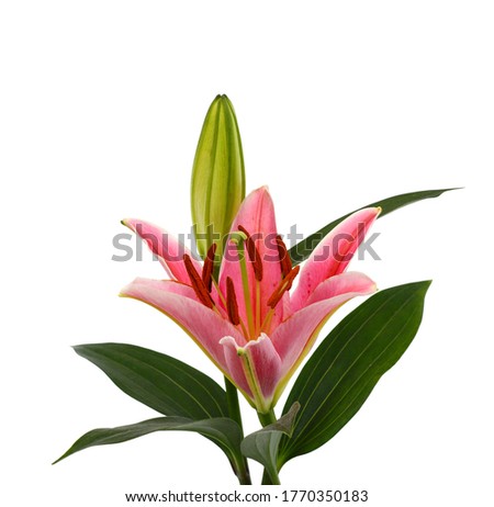 beautiful pink lily flower isolated on white background