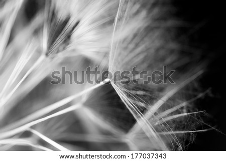 Black and white abstract composition with dandelion seeds - extreme closeup with soft focus