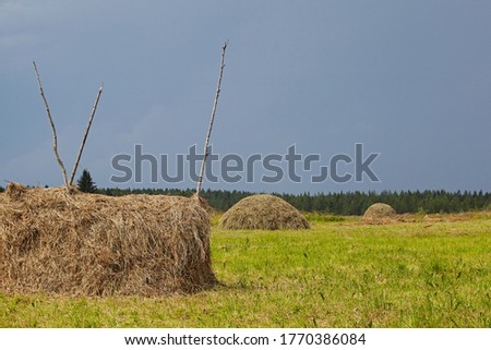 Haystack of traditional form on the background of meadows with green grass and a rain blue sky. Summer landscape on a bright sunny day