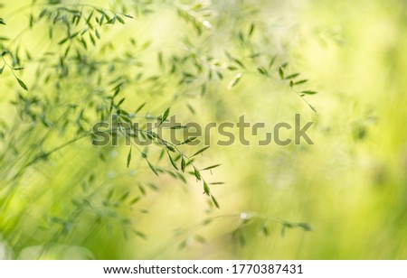 Beautiful light close up ecology nature meadow landscape as abstract grass background.