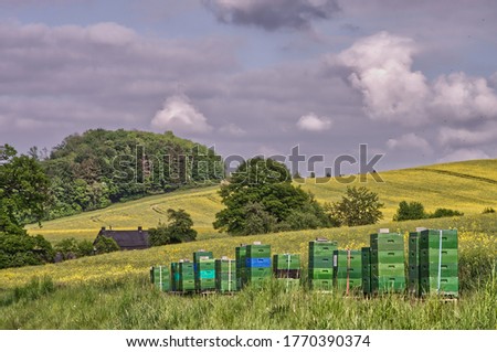 Beekeepers beehives at a golden yellow rapeseed field in Meschede, Sauerland