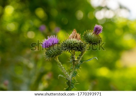Thistle, latin - Carduus nutans - is the common name of a group of flowering plants characterised by leaves with sharp prickles on the margins. A pink flower close up. Shallow depth of field.