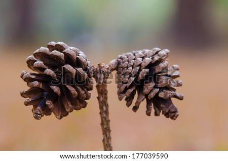 dry cones
