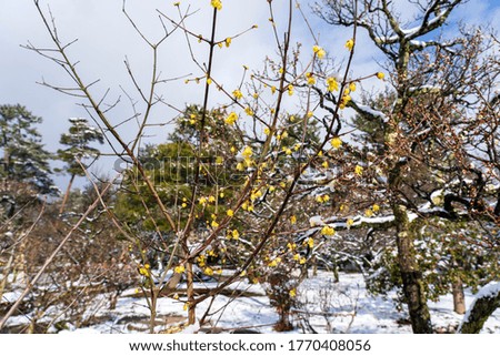 Plum blossoms blooming in the plum forest of Kenrokuen covered with snow