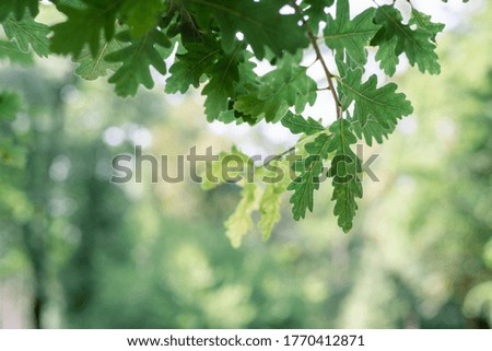 Oak tree leaves close up nature background with blurred bokeh background in public park beautiful nature background with copy space
