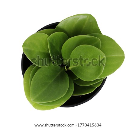 Top view Peperomia obtusifolia isolated on white background, Baby Rubber plant or pepper face Royalty-Free Stock Photo #1770415634
