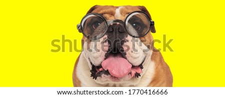 happy english bulldog puppy wearing glasses, panting and sticking out tongue on yellow background