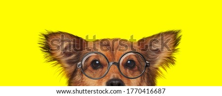 adorable metis dog wearing glasses and hiding on yellow background