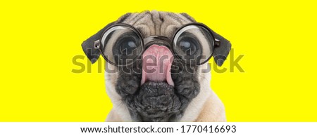 cute pug puppy with big eyes wearing glasses, looking up and licking nose on yellow background