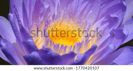 Yellow and purple lotus picture Shot at close up Beautiful clear petals.
