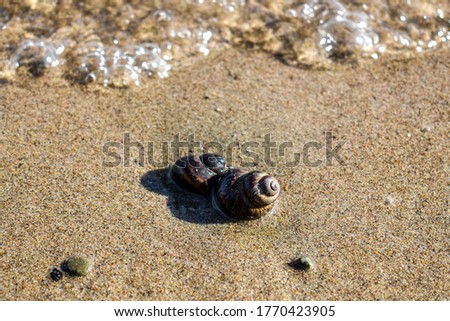 Brown shell on the sand in the foreground, small pebbles, close-up river snail. Marine background for presentations, ecology, fishing, countryside, outdoor recreation. Picture for the puzzle.