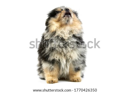 Pomeranian puppy Spitz, isolated. Cute pomeranian black and tan color, white background. Family friendly tiny Spitz pom dog.