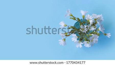 White flowers with water drops on a blue background, top view with horizontal orientation copy space.