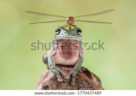 dragonfly perched on top of dumpy Frog head Royalty-Free Stock Photo #1770437489