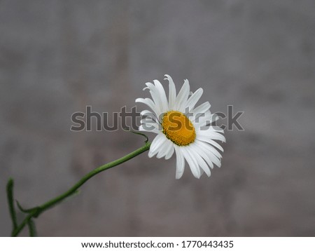 One white chamomiles on a gray blurred background, closeup. Romantic flower Daisy picture for cover design, decoration and printing.
