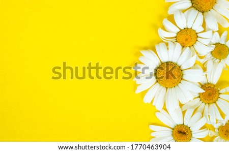  daisy flowers on a yellow background beautiful wallpaper copy space
