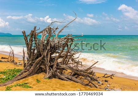 Dry dead tree by the beach with blur view of scattered trash and sea, under blue sky