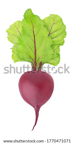 Fresh whole beet with leaves isolated on a white background. Clip art image for package design.