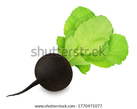 Fresh whole black radish with leaves isolated on a white background. Clip art image for package design.
