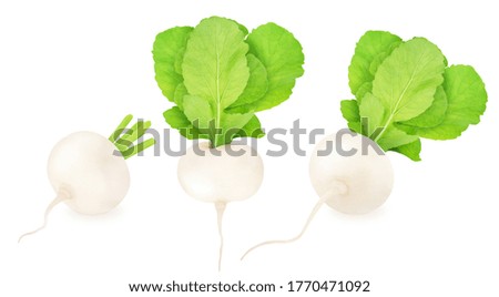 Set of fresh whole white turnip isolated on a white background. Clip art image for package design.