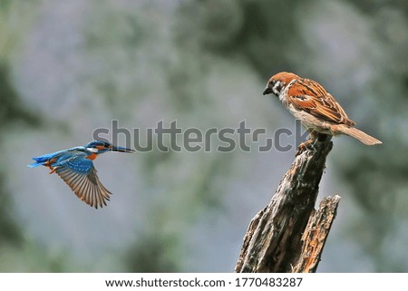 composite picture
sparrow, a common kingfisher
