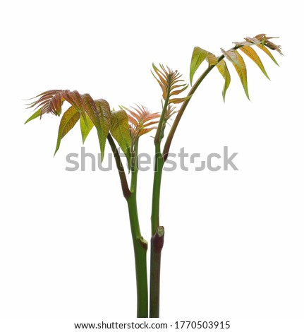 Tree of heaven young branch with leaves isolated on white background, clipping path, Ailanthus altissima