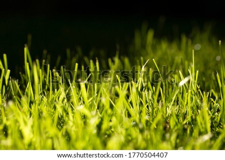natural green grass texture background 