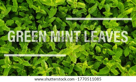 Green mint leaves gardening image with text and caption template and cover photo