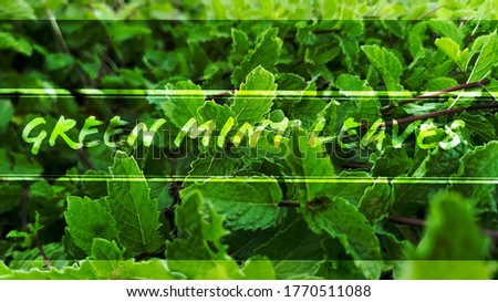 Green mint leaves gardening image with text and caption template and cover photo